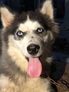 husky
