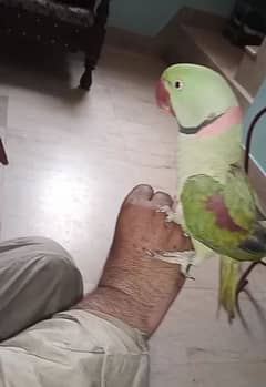 parrot