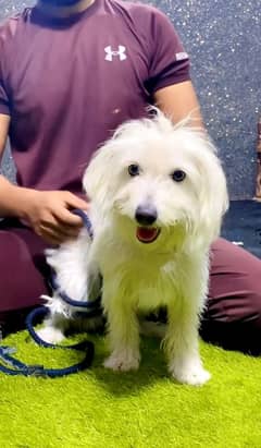 poodle female dog-dog for sale-white dog