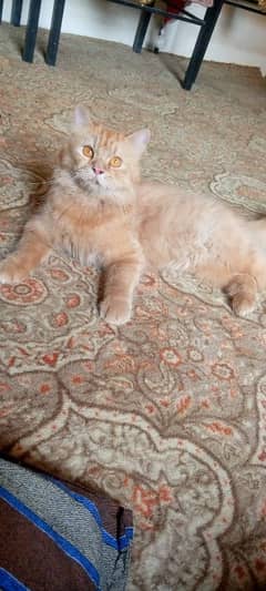 my cat for sale full train