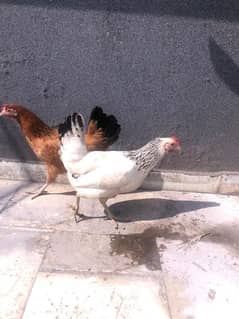 Pure egg layin desi hens 1 male 4 female