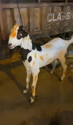 MASHALLAH 2 DANT KHASSI MALE FOR SALE