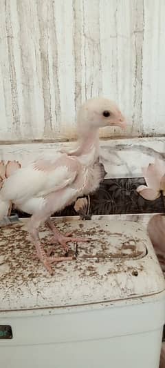 heera and thai aseel chicks