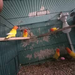Breeder