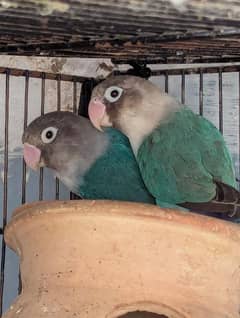 lovebird