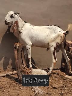 Qurbani Bakre Bechne Ke Liye - Achi Qulity, Achi Keemat