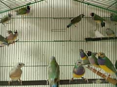 Gouldian