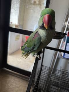 raw parrot trained urgent sale