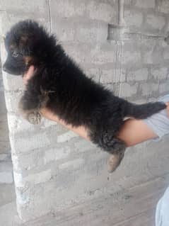 germen