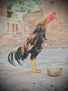 Aseel japness+shamo kors kha ha ya murga