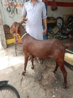 khassi