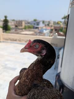 Aseel Hen