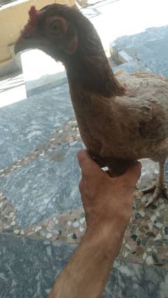 aseel