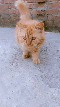 beautiful cat
