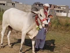 qurbani