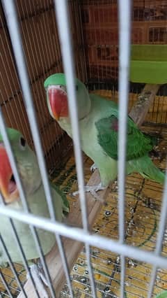 raw for sale pair contact 03175808149