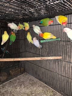 LOVE BIRDS FOR SALE