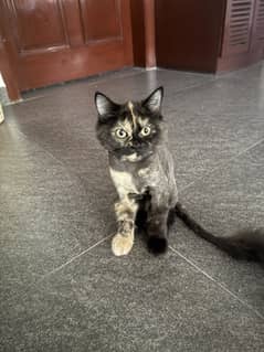 Litter trained cat