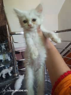 3 kittens
