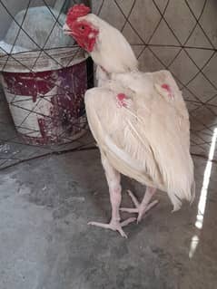white heera aseel