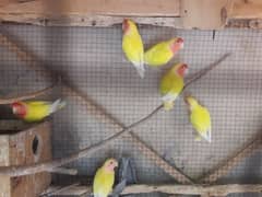 Yellow common Luteno (Love Bird)