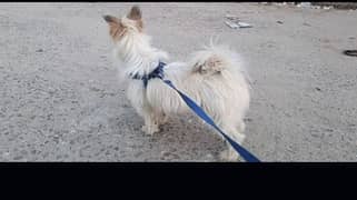 Poddle Trained Male