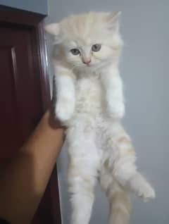PERSIAN