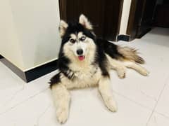 Femle Siberian Husky Ready for New Home