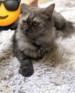 Persian