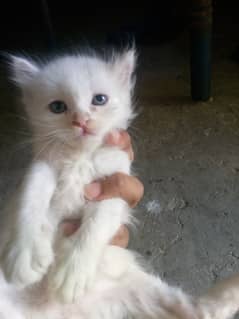 each kitten 8000