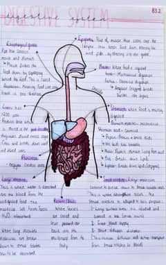 Sheraz Assignments