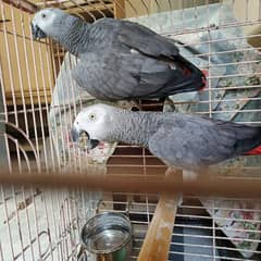 African grey/gray Males huge size