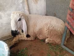 sheep