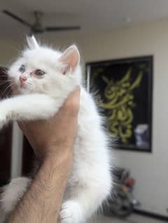 Persian kittens odd eyes for sale