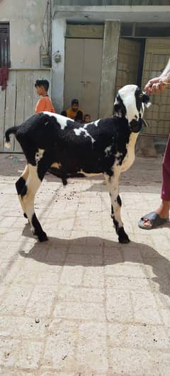 Dunba For Sale
