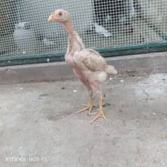 paper white king size oh Shamo chick for sale in Lahore  /03470408941/