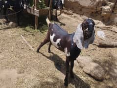 Bakra qurbani. k leye.
