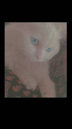 white Persian cat