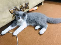 White and grey Persian male kitten of three months