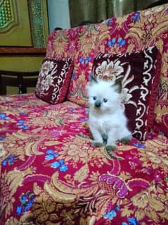 Himalayan female kitten