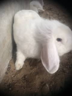 Holland lop Rabits