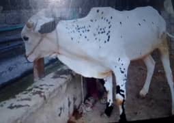 Bull