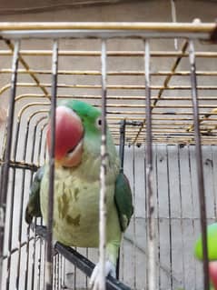 Raw Female Breeder