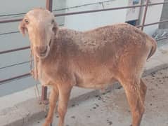 Sheeps for sale