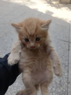kitten