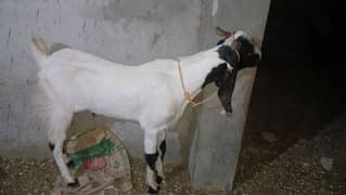 Desi Bakray
