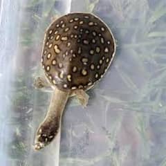 rare Indian flapshel turtle