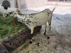 Bakra