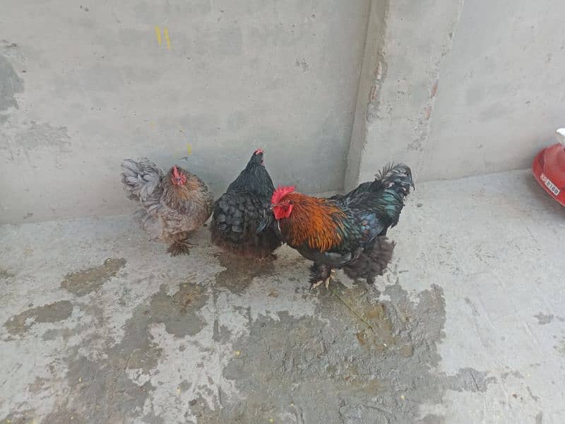 blue or black buff 4