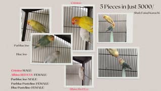 5 birds in 5k only, crimino Albino red eye parblue pastelino birds